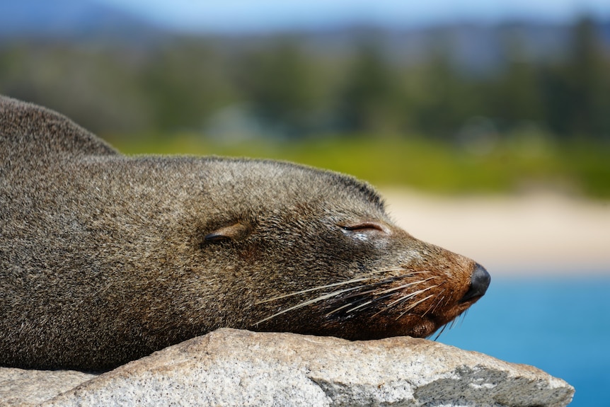 Seal lying on the rocks