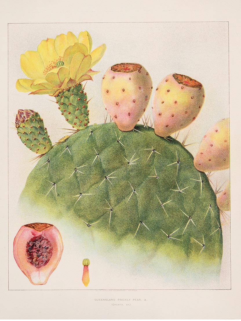 A colourful botanical illustration done by Margaret Flockton.