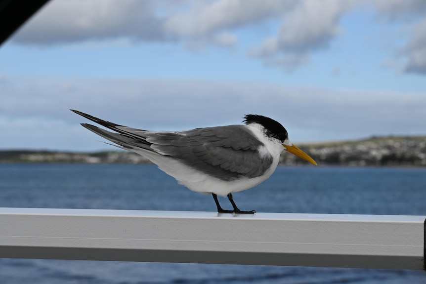 A bird standing on a rail, capture from inside a car.