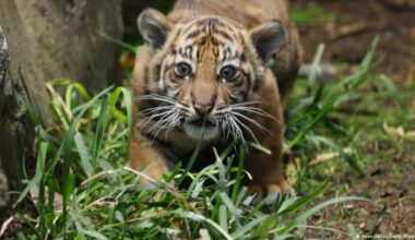 Meet Lilly, the Berlin tiger cub