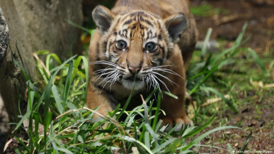 Meet Lilly, the Berlin tiger cub