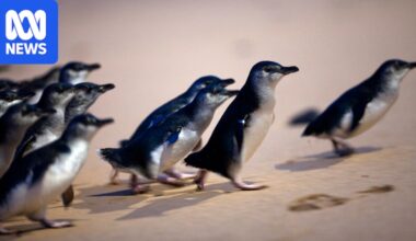 First Phillip Island penguin dies from H5N1 bird flu