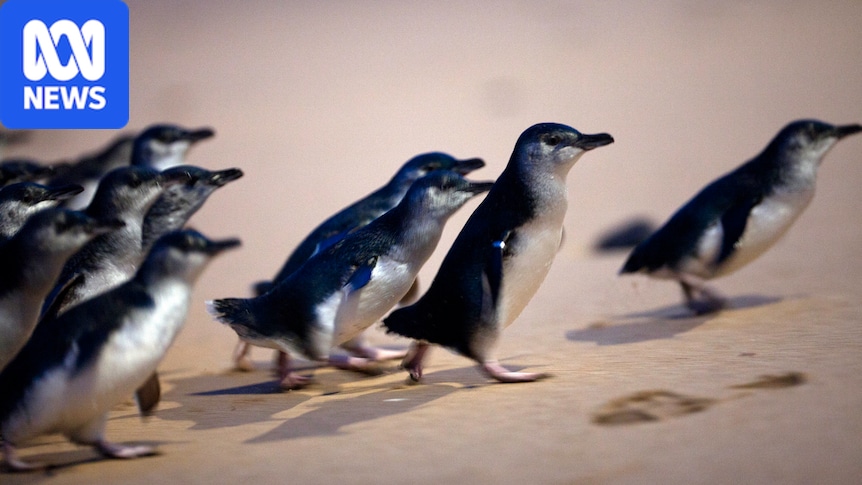 First Phillip Island penguin dies from H5N1 bird flu