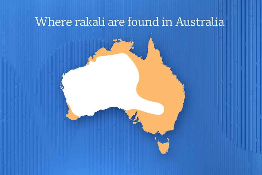 Rakali are found across much of Australia, inhabiting rivers, lakes, wetlands and coastal waterways.