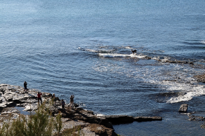An aerial view of a deer standing on a rock shelf while people take photos from neabry on another rock shelf.