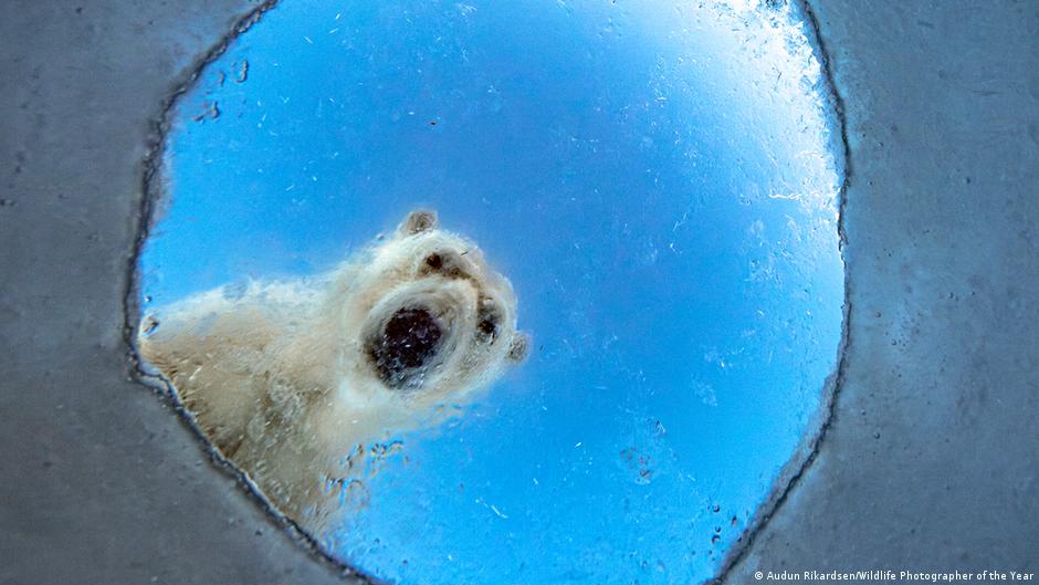 Orcas and polar bears: Best wildlife photos of 2026