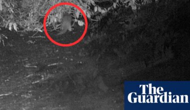 Otter spotted for first time in 100 years in New York City’s Bronx River | New York