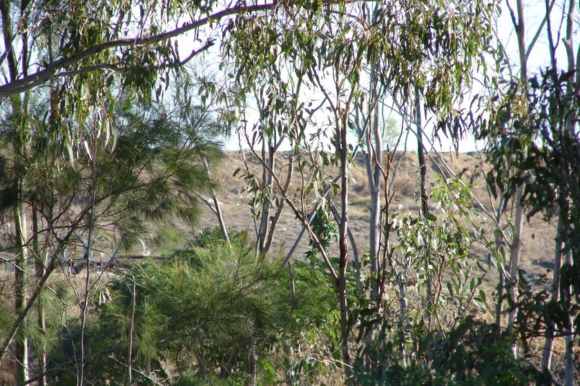 Lots of plants in the foreground, bare land behind and sky seen through the trees.