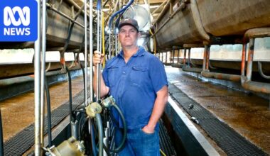 Queensland dairy farmer fears closure after processor ends milk supply contract