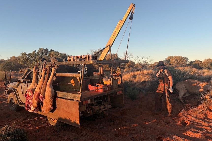 A ute with camel legs hanging off side and a man standing at back right of vehicle