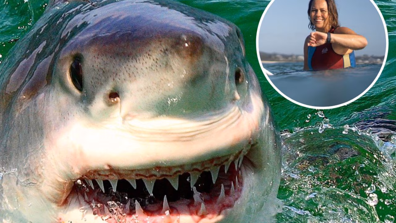 Sarah Beardmore’s Dorsal app targets in-water shark warnings