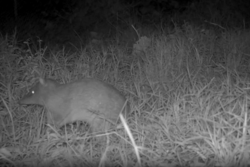A black and white trail camera image of a small animal in grass.