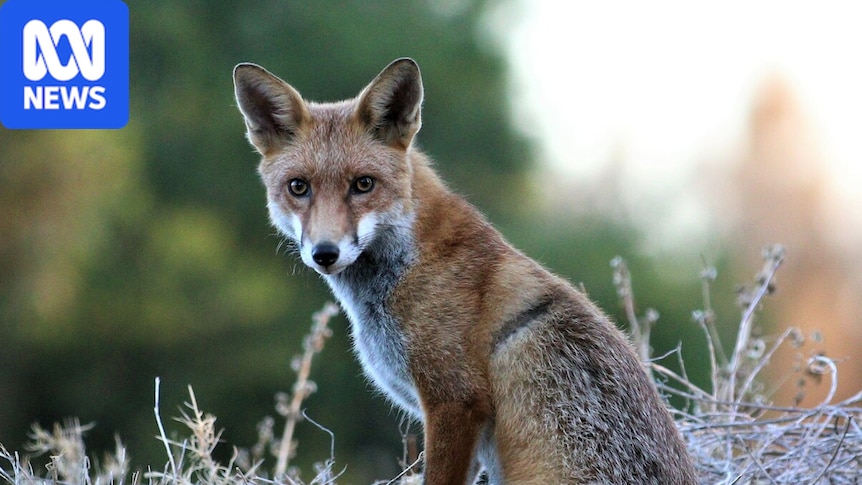 Suspected bird flu infection in red fox in metro Adelaide