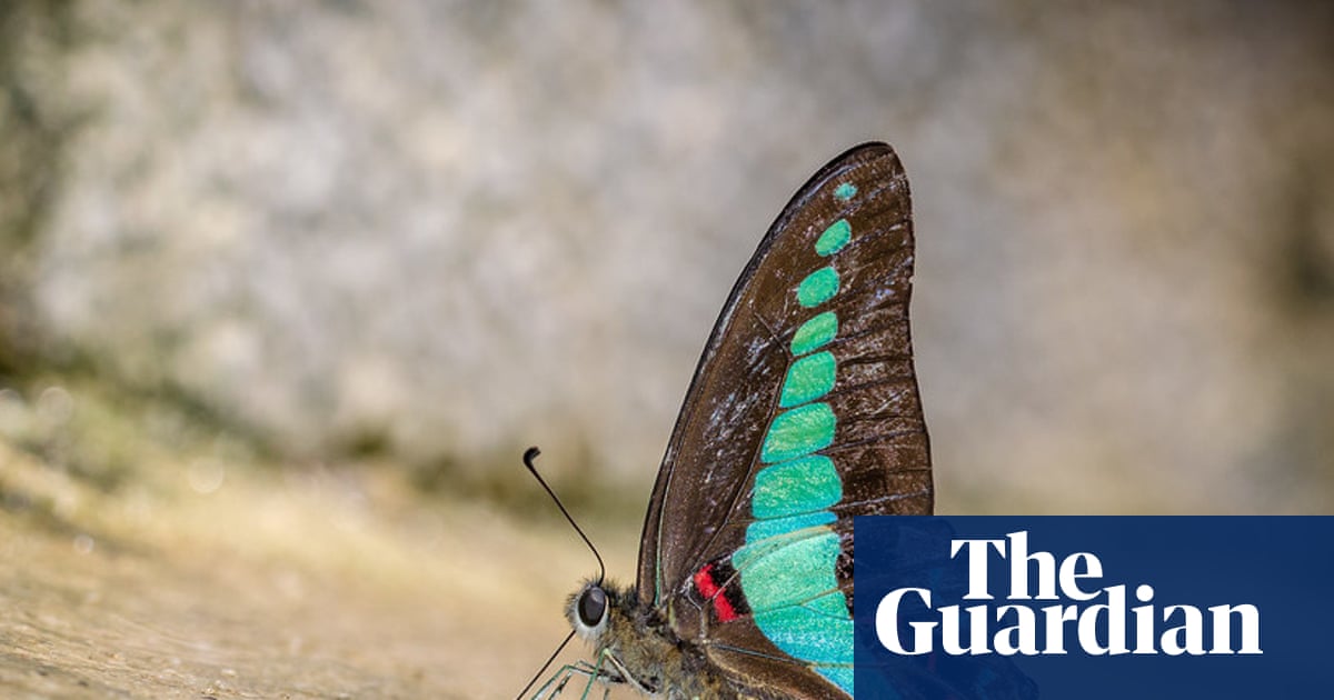 Butterflies around the world are changing habitats – and experts say it’s ‘signalling a warning’ | Butterflies