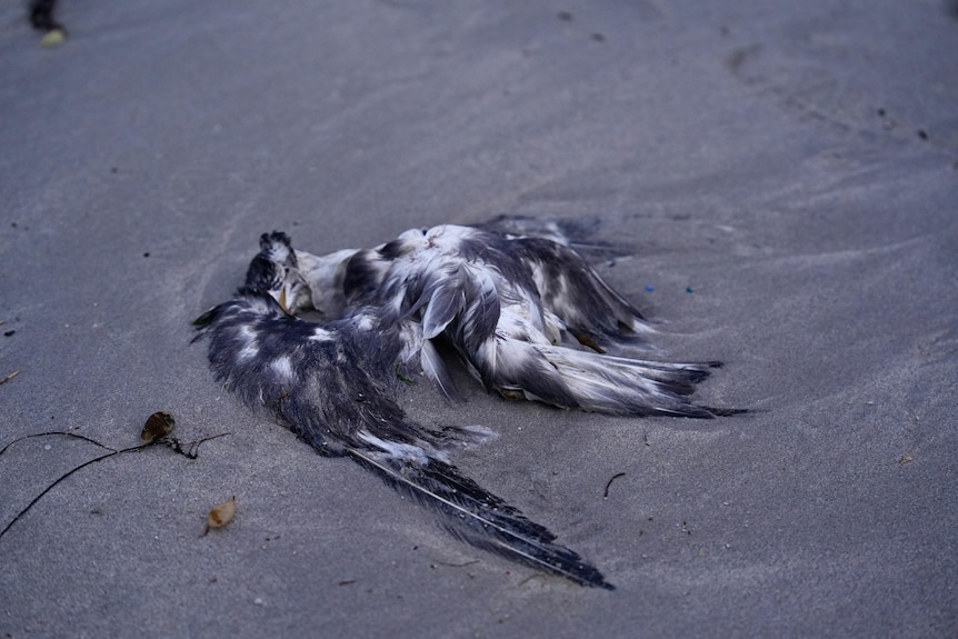A dead bird washed ashore.