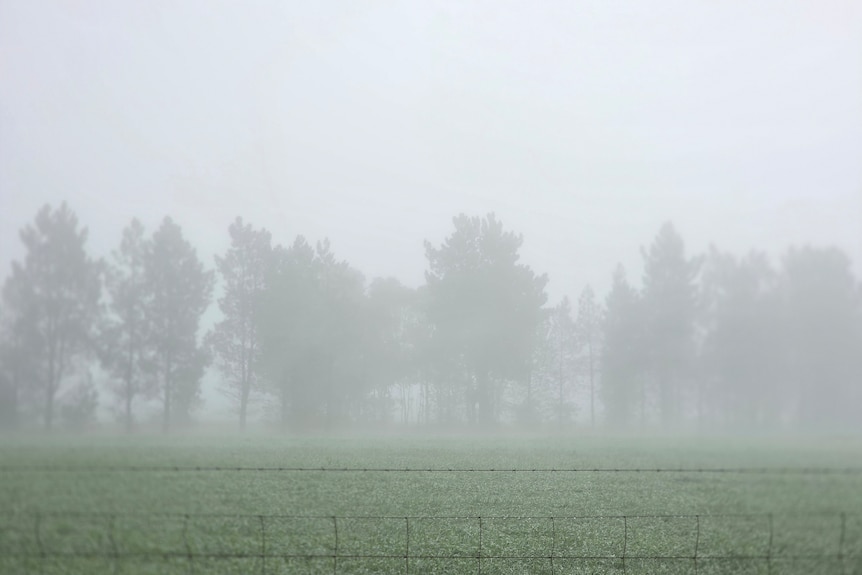 Fog blankets a field in Northam on a cold morning with trees in the background.