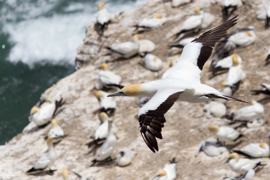 Australasian Gannet