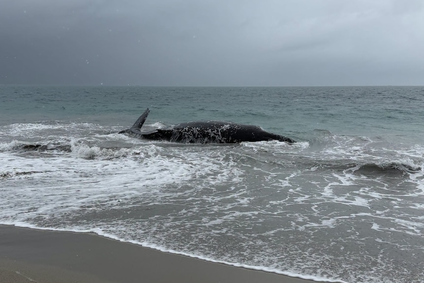 A whale can be seen partially submerged in shallow waters on a cloudy day