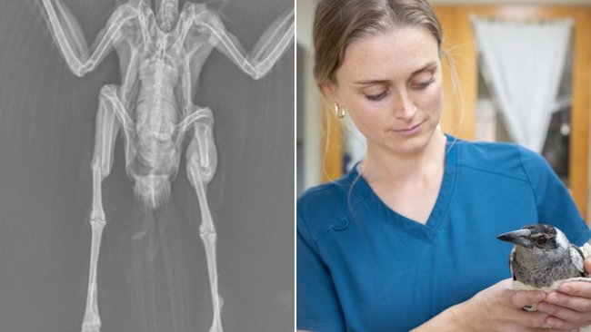 Six magpies have been hospitalised with the same injury