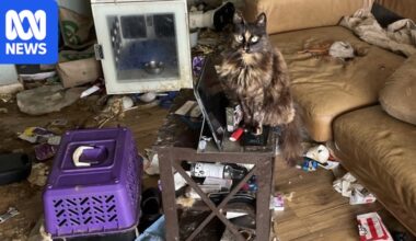 Hobart woman Karen Blake ordered to pay $27k after kittens found in freezer