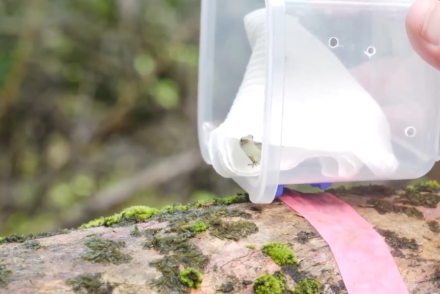 A close of lizard emerging from a plastic container