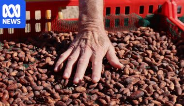 Australian chocolate flavour driven by where cocoa fermented, research finds