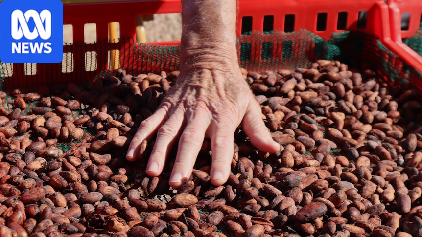 Australian chocolate flavour driven by where cocoa fermented, research finds