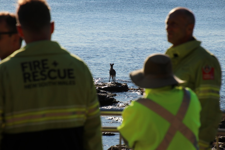A deer stands in the distance with emergency workers out of focus in the foreground.