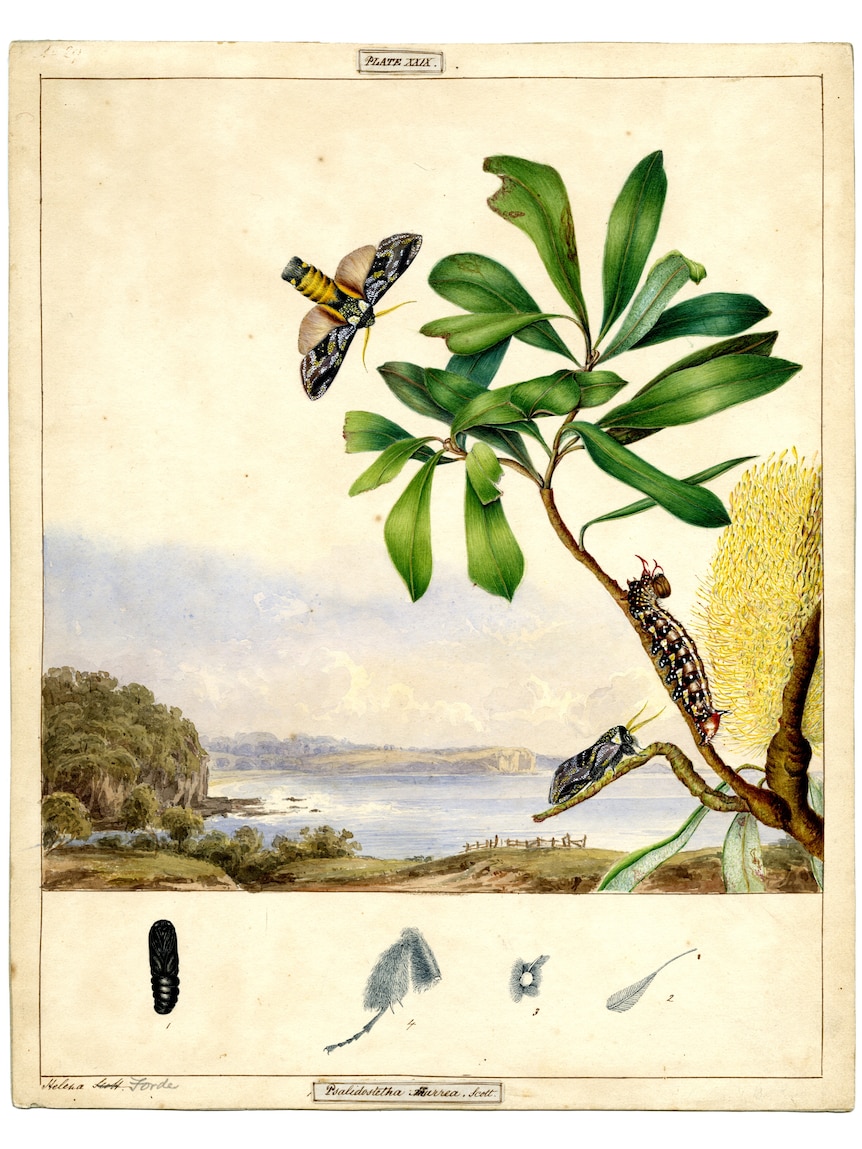Image of an artwork done by the Scott sisters, depicting a caterpillar and butterfly on a banksia branch.