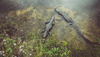 Alligators