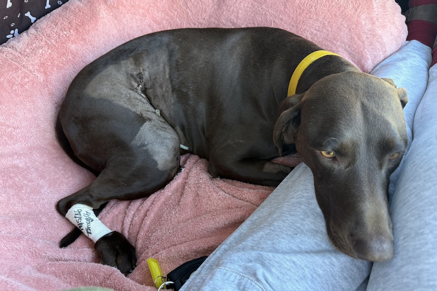 A dog curls up in a lap with bandages and stitches on her leg