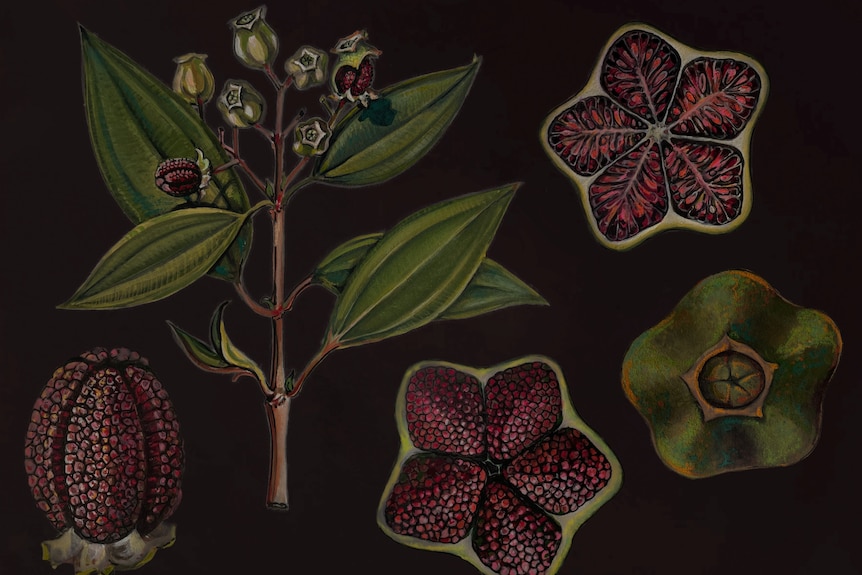 An illustration of star shaped fruit fruit and a branch on a black background
