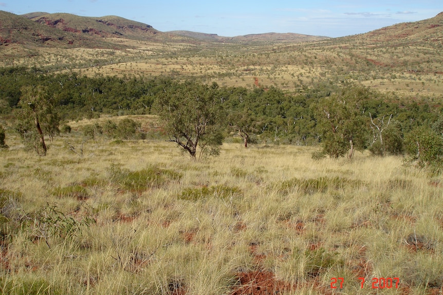 Scrubby grassland and trees stretching towards distand hills in outback WA