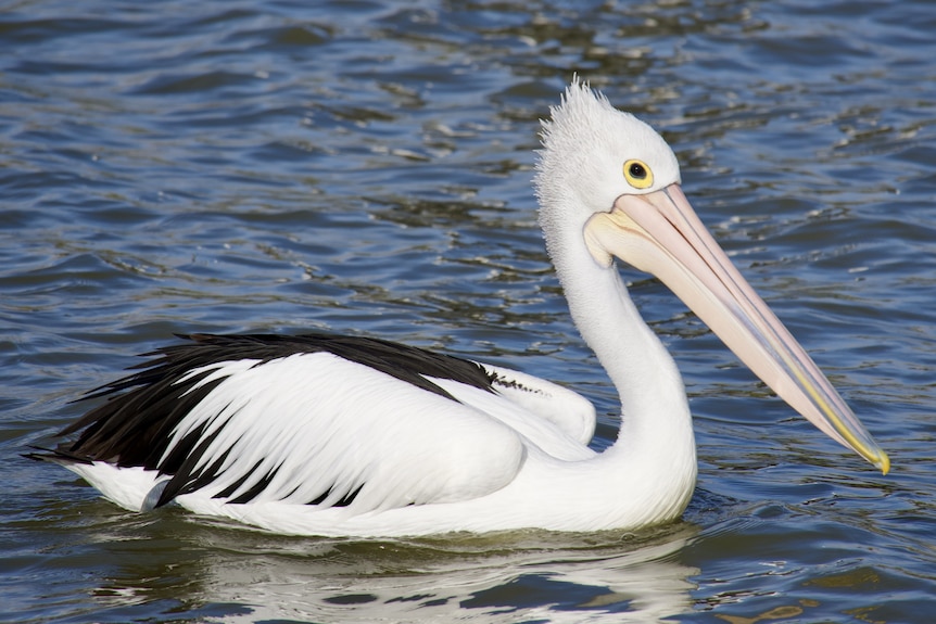 A close up of a pelican on the water