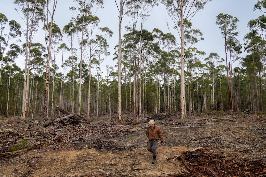 An ecologically thinned forest in South West WA.