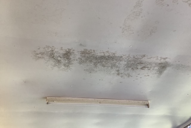 A photo of mould on Julia Hirning's roof