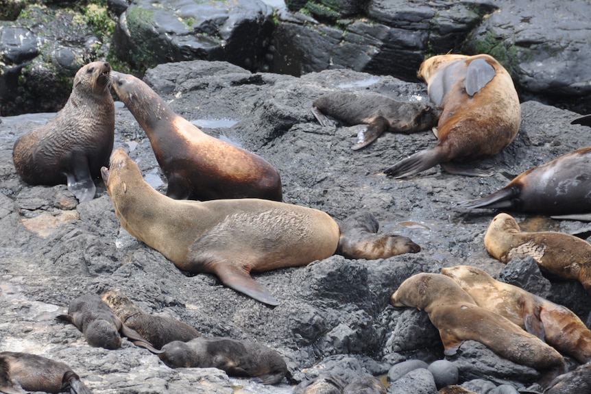 About 15 seals lie on rocks, some of them have light brown patches where their fur has fallen out.
