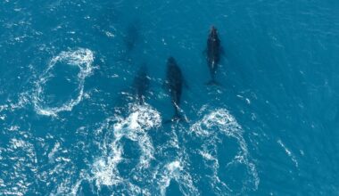 'They were legends': Humpback whales make spectacular comeback off Brazil's coast