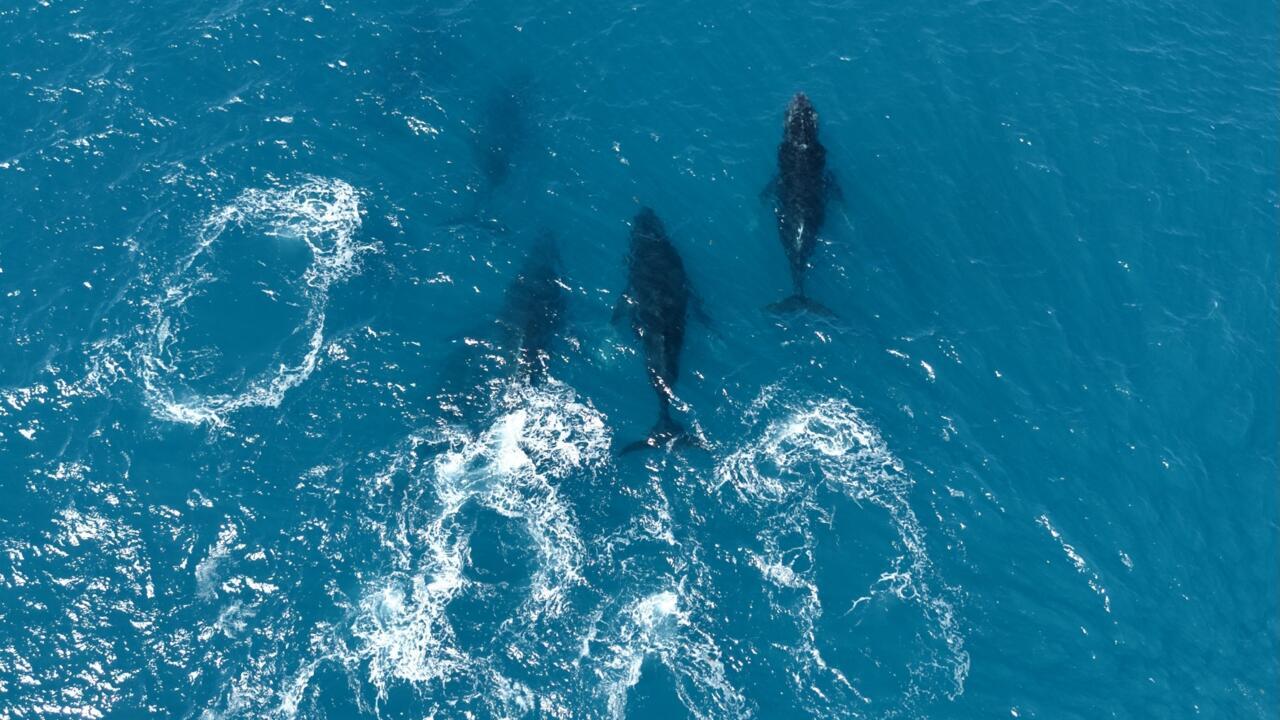 'They were legends': Humpback whales make spectacular comeback off Brazil's coast