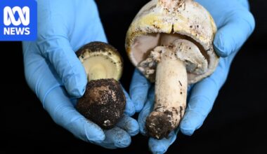 Mushroom foraging in New South Wales is legal but experts warn of deadly risks
