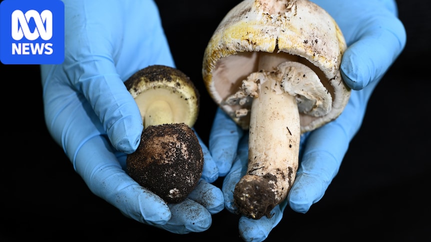 Mushroom foraging in New South Wales is legal but experts warn of deadly risks