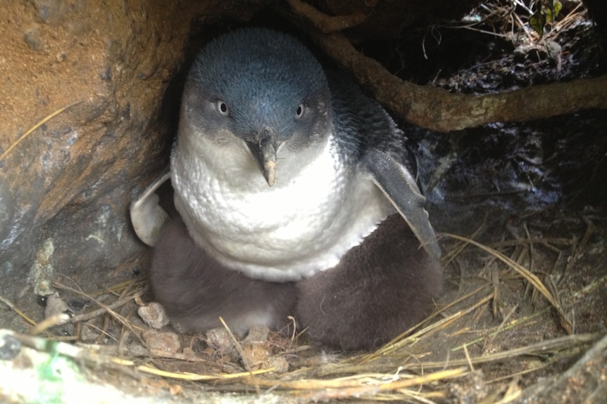 Baby Penguin sitting in a burrow