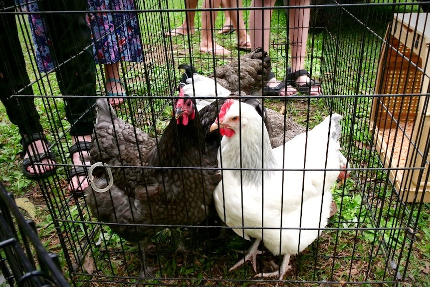 Chickens inside a cage on some grass.