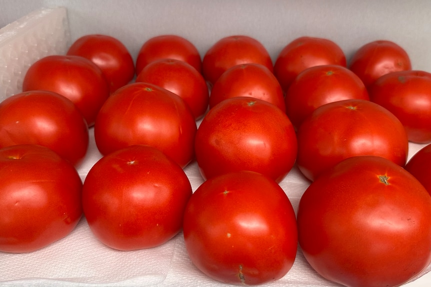 A tray of 20 red tomatoes.
