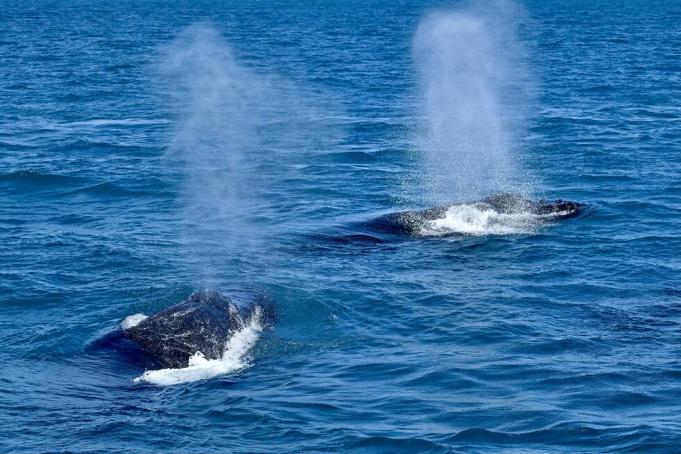 A pattern of white markings against the black of a humpback's tail is its fingerprint -- a unique pattern that allows researchers to identify individual whales from photographs
