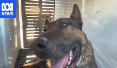 Dogs suspected of fatal attack on man in south-west Sydney to be euthanased