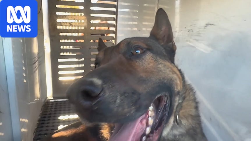 Dogs suspected of fatal attack on man in south-west Sydney to be euthanased
