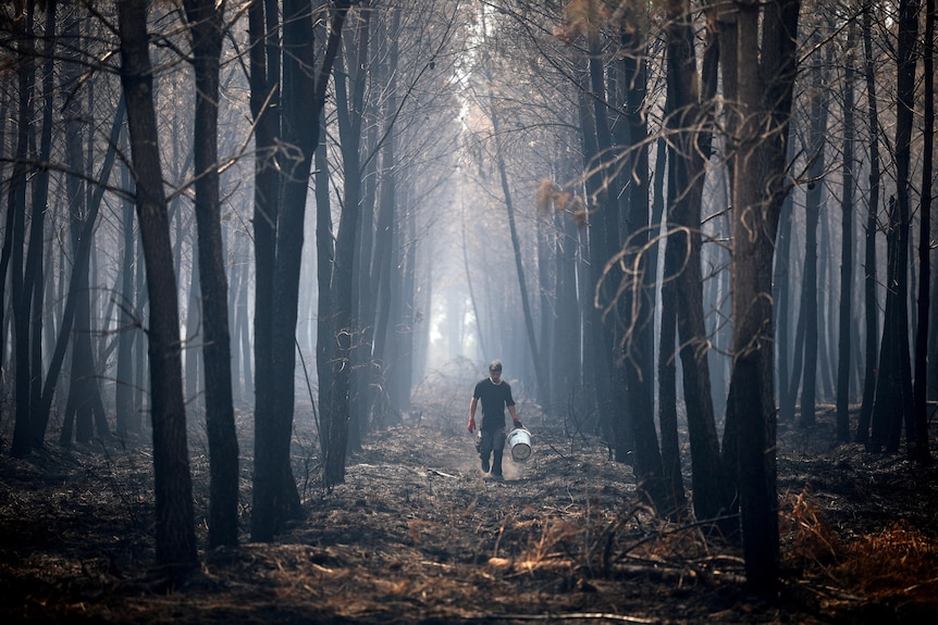 A man walking between rows of burnt trees carrying a bucket.