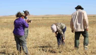 A Large Field of Channel Millet