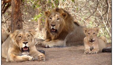 India’s Lion Populations Increase 70%, Total Habitat by 15% Over the Last Decade
